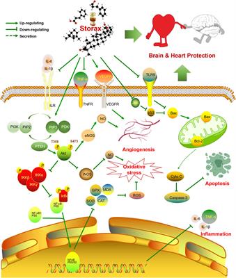 Storax, A Promising Botanical Medicine for Treating Cardio-Cerebrovascular Diseases: A Review